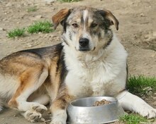 RUTH, Hund, Mischlingshund in Griechenland - Bild 4