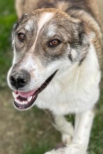 RUTH, Hund, Mischlingshund in Griechenland - Bild 40