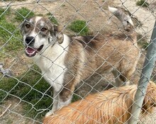 RUTH, Hund, Mischlingshund in Griechenland - Bild 41