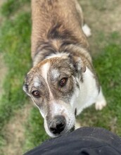 RUTH, Hund, Mischlingshund in Griechenland - Bild 44