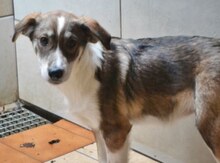 RUTH, Hund, Mischlingshund in Griechenland - Bild 49