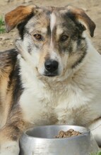 RUTH, Hund, Mischlingshund in Griechenland - Bild 5