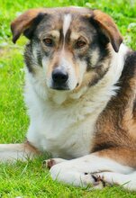 RUTH, Hund, Mischlingshund in Griechenland - Bild 55