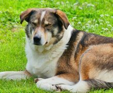 RUTH, Hund, Mischlingshund in Griechenland - Bild 56