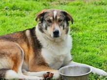 RUTH, Hund, Mischlingshund in Griechenland - Bild 58