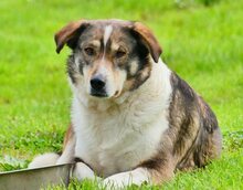 RUTH, Hund, Mischlingshund in Griechenland - Bild 59