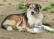 RUTH, Hund, Mischlingshund in Griechenland - Bild 6