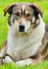 RUTH, Hund, Mischlingshund in Griechenland - Bild 60