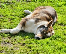 RUTH, Hund, Mischlingshund in Griechenland - Bild 61