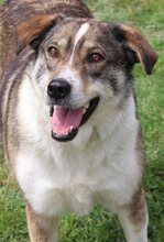 RUTH, Hund, Mischlingshund in Griechenland - Bild 62