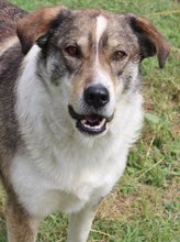 RUTH, Hund, Mischlingshund in Griechenland - Bild 63