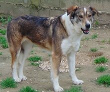 RUTH, Hund, Mischlingshund in Griechenland - Bild 8
