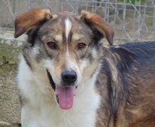 RUTH, Hund, Mischlingshund in Griechenland - Bild 9