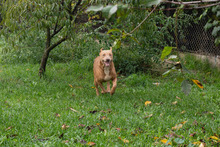 ROSE, Hund, Staffordshire Bull Terrier-Mix in Kroatien - Bild 2