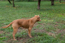 ROSE, Hund, Staffordshire Bull Terrier-Mix in Kroatien - Bild 5