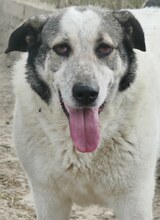 SORA, Hund, Mischlingshund in Griechenland - Bild 1