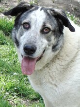 SORA, Hund, Mischlingshund in Griechenland - Bild 11