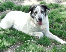 SORA, Hund, Mischlingshund in Griechenland - Bild 12