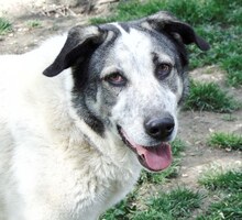 SORA, Hund, Mischlingshund in Griechenland - Bild 13