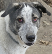 SORA, Hund, Mischlingshund in Griechenland - Bild 14