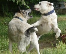 SORA, Hund, Mischlingshund in Griechenland - Bild 16