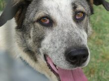 SORA, Hund, Mischlingshund in Griechenland - Bild 17