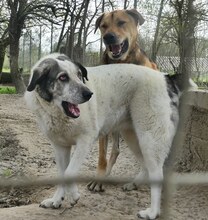 SORA, Hund, Mischlingshund in Griechenland - Bild 2