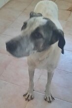 SORA, Hund, Mischlingshund in Griechenland - Bild 23