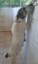 SORA, Hund, Mischlingshund in Griechenland - Bild 24