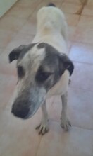 SORA, Hund, Mischlingshund in Griechenland - Bild 25