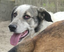 SORA, Hund, Mischlingshund in Griechenland - Bild 4