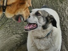 SORA, Hund, Mischlingshund in Griechenland - Bild 5