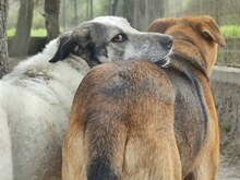 SORA, Hund, Mischlingshund in Griechenland - Bild 6