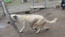 KHAN, Hund, Herdenschutzhund-Mix in Bulgarien - Bild 8
