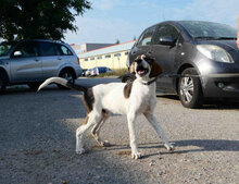 ELRIC, Hund, Mischlingshund in Bulgarien - Bild 10