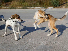 ELRIC, Hund, Mischlingshund in Bulgarien - Bild 11