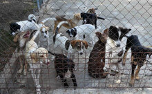 ELRIC, Hund, Mischlingshund in Bulgarien - Bild 12