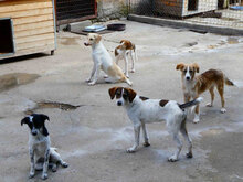 ELRIC, Hund, Mischlingshund in Bulgarien - Bild 2