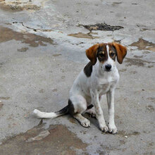 ELRIC, Hund, Mischlingshund in Bulgarien - Bild 3