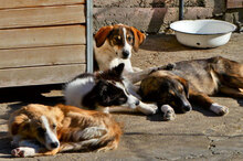 ELRIC, Hund, Mischlingshund in Bulgarien - Bild 4
