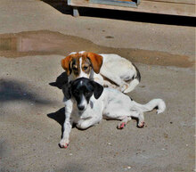 ELRIC, Hund, Mischlingshund in Bulgarien - Bild 5