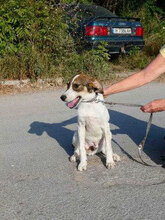 ELRIC, Hund, Mischlingshund in St. Goar