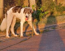 PACO, Hund, Mischlingshund in Lübars - Bild 10