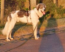 PACO, Hund, Mischlingshund in Lübars - Bild 11