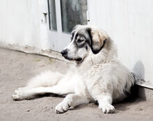 PACO, Hund, Mischlingshund in Lübars - Bild 2
