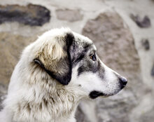 PACO, Hund, Mischlingshund in Lübars - Bild 3