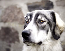 PACO, Hund, Mischlingshund in Lübars - Bild 4