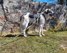 PACO, Hund, Mischlingshund in Lübars - Bild 6