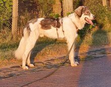 PACO, Hund, Mischlingshund in Lübars - Bild 8