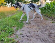 PACO, Hund, Mischlingshund in Lübars - Bild 9